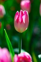 tulipanes un bulboso floración primaveral planta de el lirio familia, con valientemente de colores en forma de copa flores foto