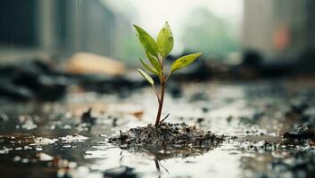 AI generated Green seedling growing on wet asphalt with rain drops. Nature concept. AI Generated. photo