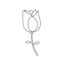 Continous Beautiful rose flowers single line drawing vector art