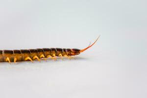 Centipedes are poisonous animals and dangerous to humans. It is an animal that has many legs and an adult body. on a white background photo