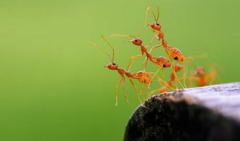 Closeup of three red ants clinging to each other on the edge of a log in a green background. photo