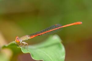 The beautiful orange little dragonfly inhabits the leaves photo