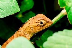 Oriental garden lizards Or a chameleon that can change its color. Perches on branches in natural environments. photo
