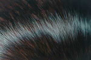 The fur of male dogs alternates between black, brown, and white. photo