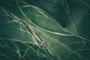 Balinese-style banana leaves torn from dry stems stacked on top of each other, green background style photo