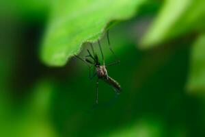 un mosquito ese lleva dengue fiebre y zika virus es succión sangre en un de la persona piel. foto