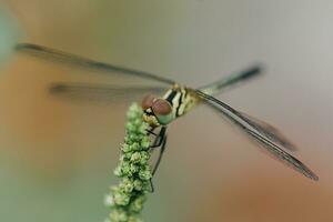 The beautiful orange little dragonfly inhabits the leaves photo