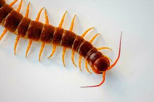 Centipedes are poisonous animals and dangerous to humans. It is an animal that has many legs and an adult body. on a white background photo