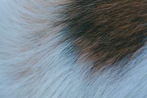 The fur of male dogs alternates between black, brown, and white. photo