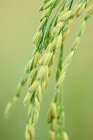 Closeup of organic rice growing in the field and waiting for harvest. In the farmer's plot photo
