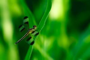 The beautiful orange little dragonfly inhabits the leaves photo