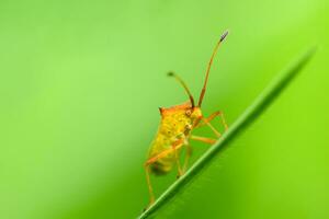 Closeup of a single orange-yellow beetle clinging to the tip of a grass plant on a green background. photo