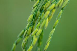 Closeup of organic rice growing in the field and waiting for harvest. In the farmer's plot photo