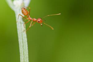 Closeup of three red ants clinging to each other on the edge of a log in a green background. photo