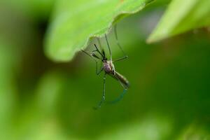 un mosquito ese lleva dengue fiebre y zika virus foto
