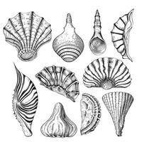 Seashell set hand drawn sketch vector illustration Sea animals