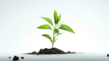 ai generado joven planta en blanco antecedentes. árbol, brote, verde foto