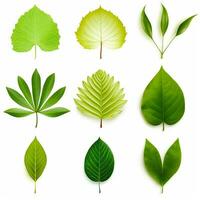 AI generated green single leaves isolated on white background, earth day photo