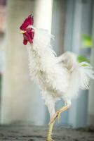 standing white rooster. cute animal photography. photo