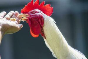 feeding white  rooster . feeding pet, hand holding pet food. photo