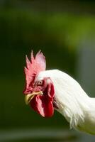 combatiente gallo con enojado rostro. animal fotografía foto