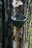 rubber latex reservoir in the rain forest photo