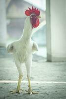 standing white rooster. chicken fighter photo
