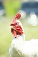 fighter rooster with angry face. animal photography photo