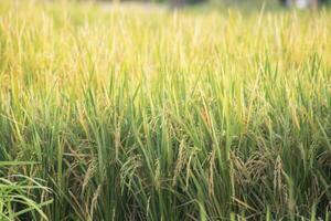 Mañana arrozal campos vista. bueno para tradicional restaurante fondo de pantalla y comida anuncios antecedentes foto