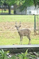 a deer in the park photo