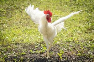 bailando blanco gallo en el césped. gracioso animal fotografía. foto