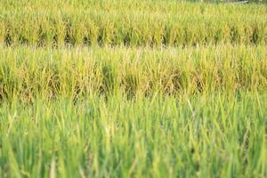 Paddy fields rice rural scenery green farmland fields. village photography photo