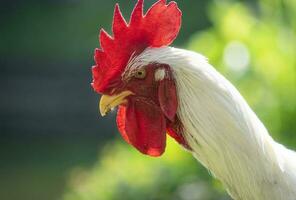 fighter rooster with angry face. animal photography photo