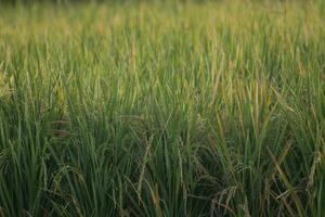 Mañana arrozal campos vista. bueno para tradicional restaurante fondo de pantalla y comida anuncios antecedentes foto
