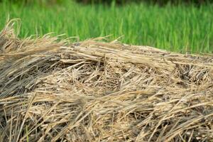 pile of hay in the field photo