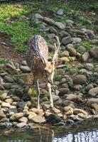 young deer beside of river to get some water. animal photography photo