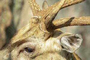 Head of Deer with horns photo close up