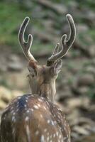 hermosa joven ciervo desde detrás Mira con muy bueno cuernos. animal fotografía. foto