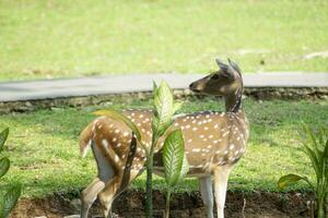 cute deer look behind in the park photo