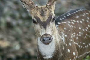 deer face close up. white dotted deer photo