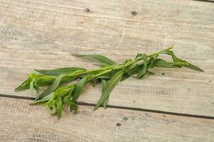 Green tarragon herb spice for cooking photo