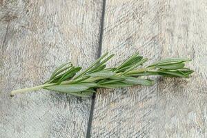 Rosemary branch - organic spicy herb photo