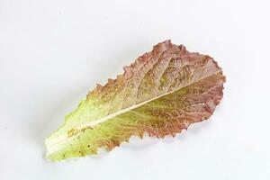 Green lettuce salad leaf isolated photo