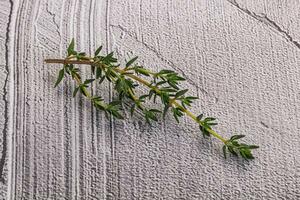 Aroma seasoning thyme stem with leaves photo