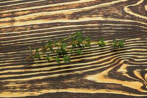 Aroma seasoning thyme stem with leaves photo