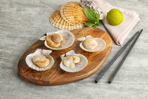 Raw natural scallop in its shell photo