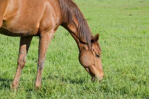 Horses graze in the pasture. Paddock horses on a horse farm. Walking horses photo