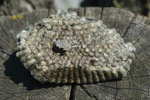 Hornet's nest, bottom view photo