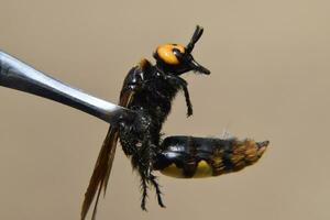 Megascolia maculata. The mammoth wasp. photo