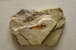 fósiles de antiguo pescado foto